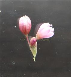  Ochreole bearing 3 Flowers in fascicle